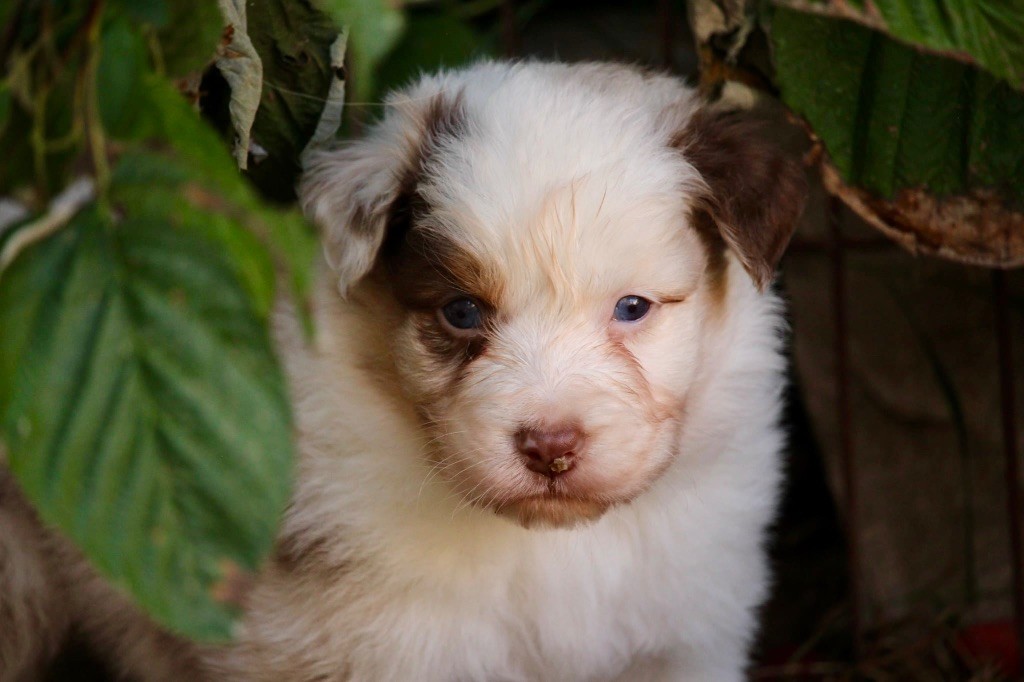Du Petit Mont D'éden - Chiots disponibles - Berger Australien