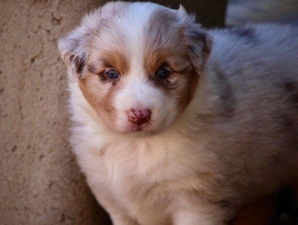 Du Petit Mont D'éden - Chiots disponibles - Berger Australien