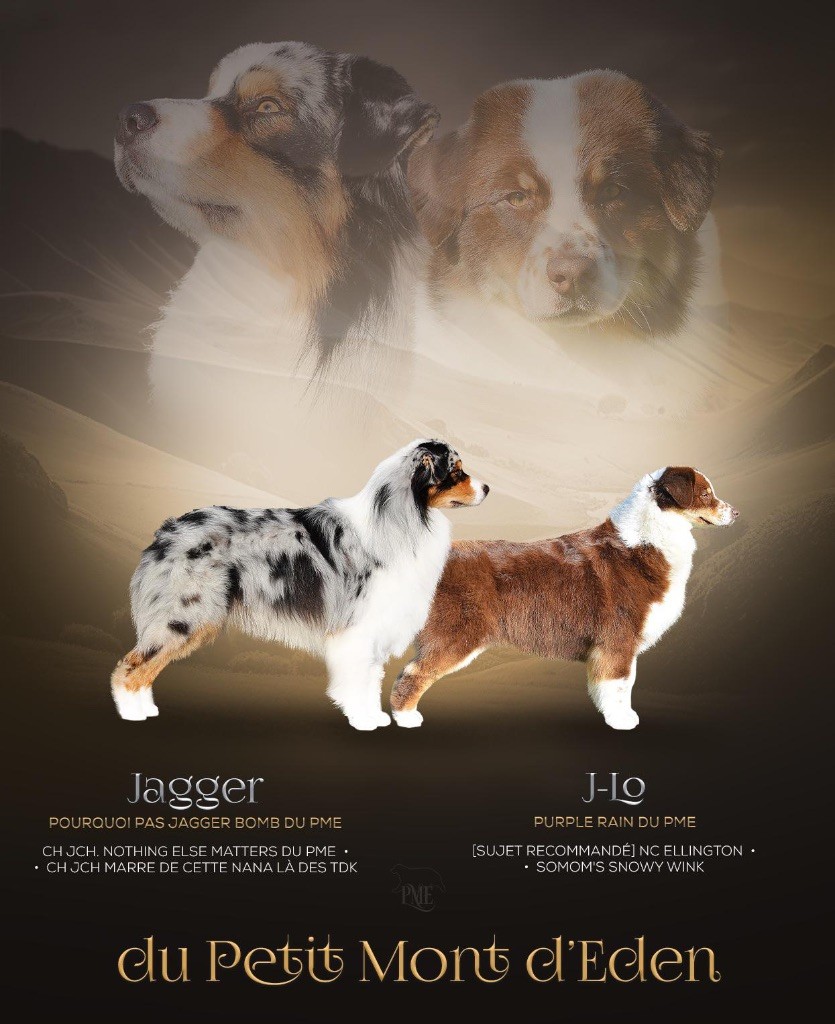 Chiot Berger Australien Du Petit Mont D'éden