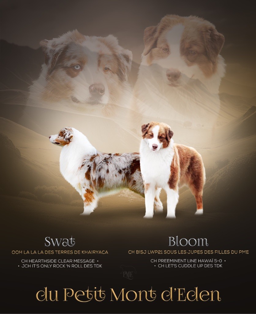 Chiot Berger Australien Du Petit Mont D'éden