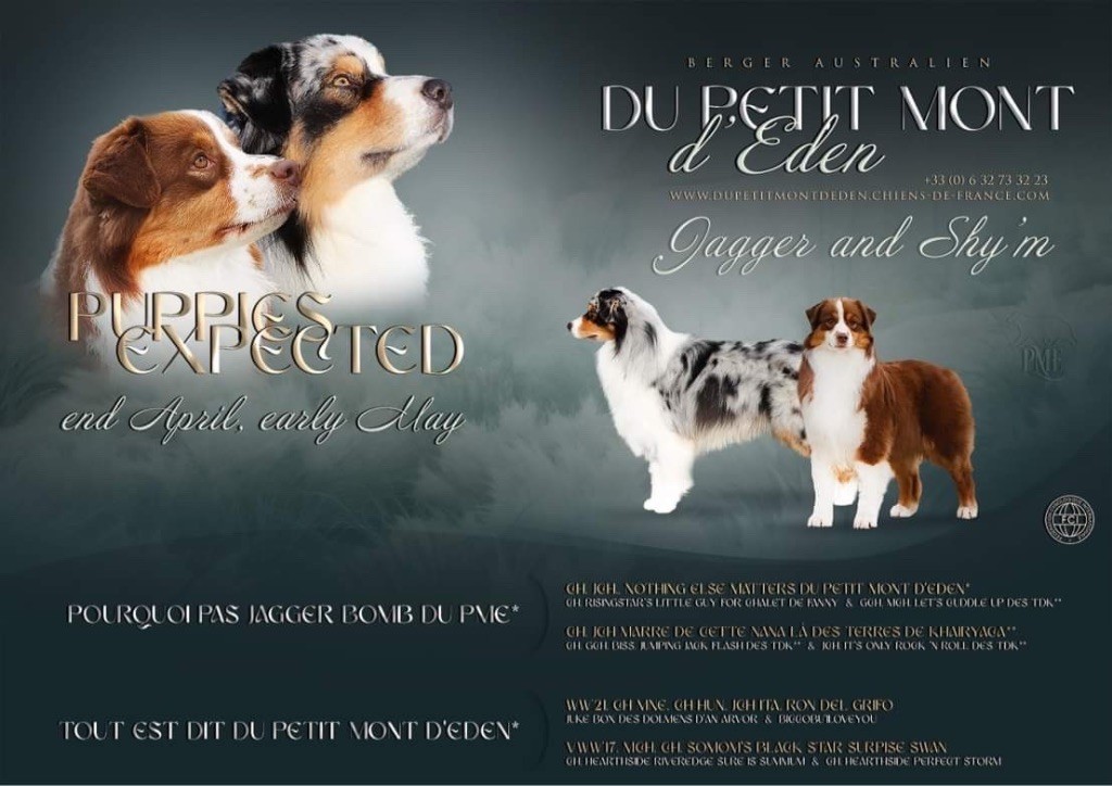 Chiot Berger Australien Du Petit Mont D'éden