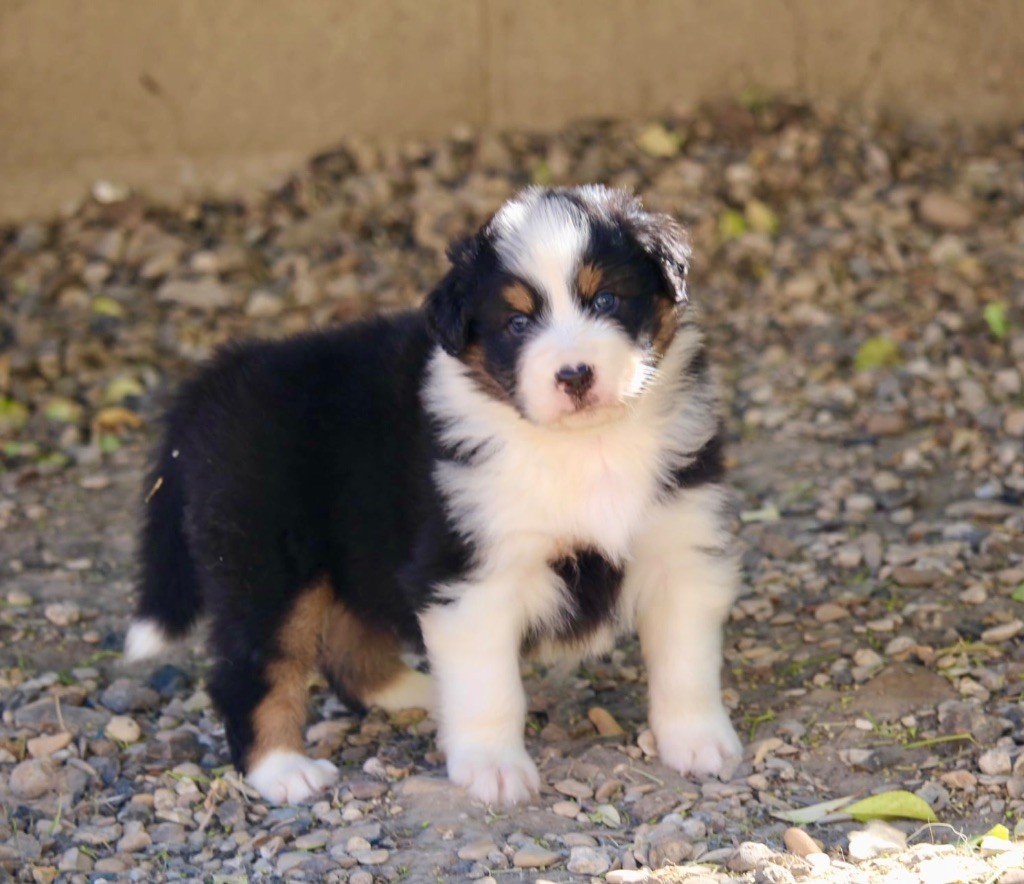 Du Petit Mont D'éden - Chiots disponibles - Berger Australien
