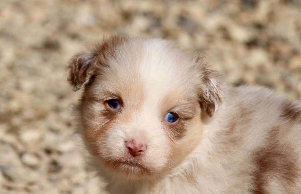 Du Petit Mont D'éden - Chiots disponibles - Berger Australien