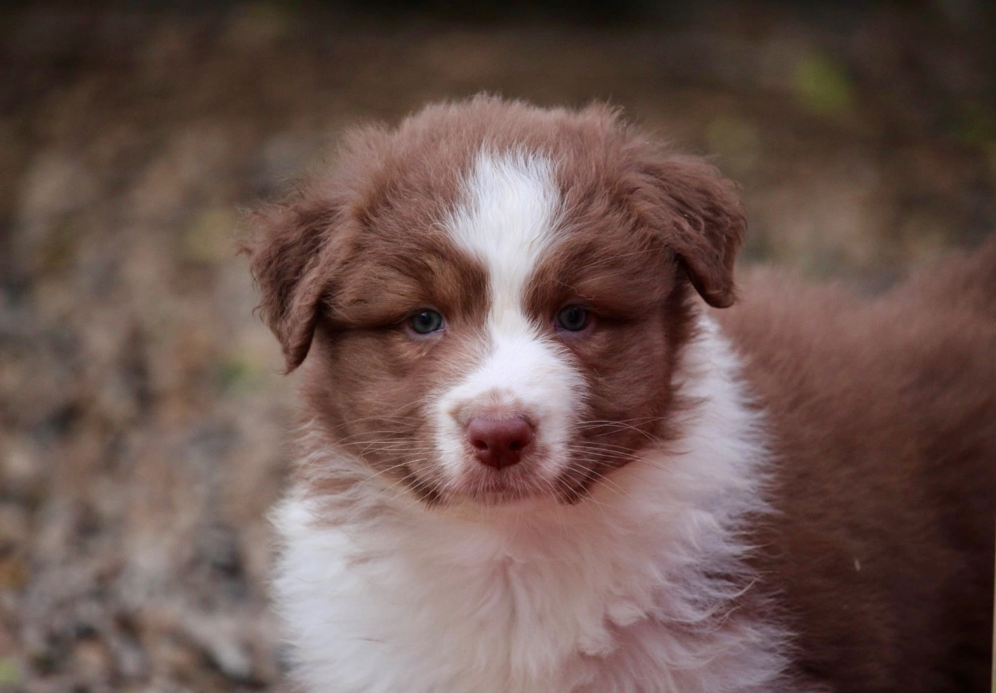 Du Petit Mont D'éden - Chiots disponibles - Berger Australien