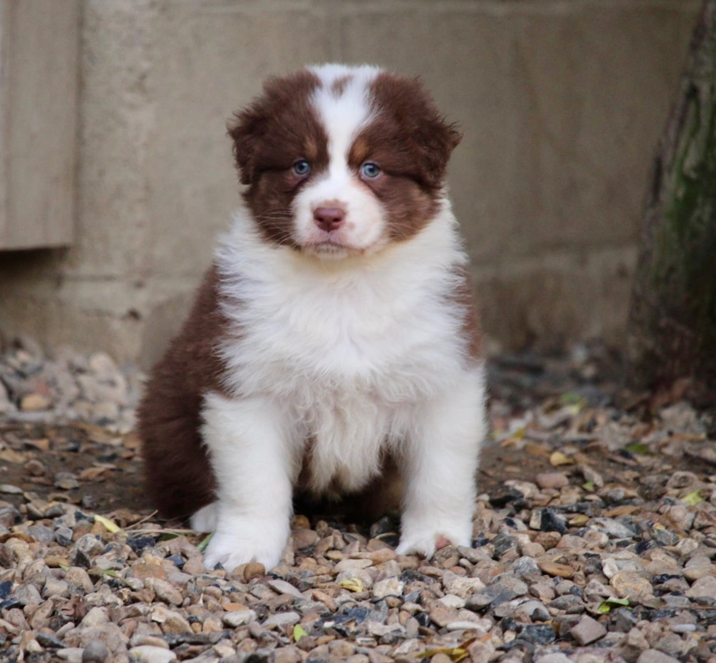 Du Petit Mont D'éden - Chiots disponibles - Berger Australien