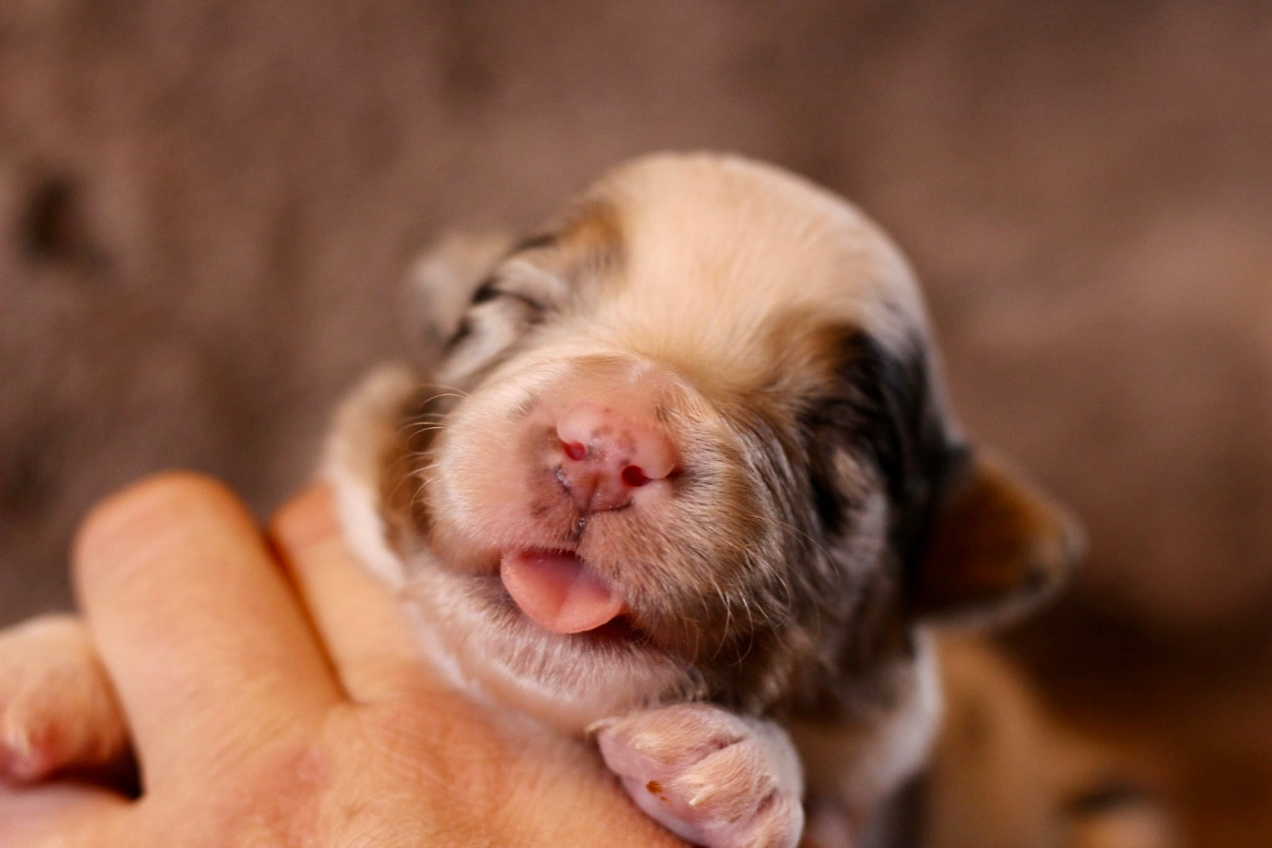 Du Petit Mont D'éden - Chiots disponibles - Berger Australien