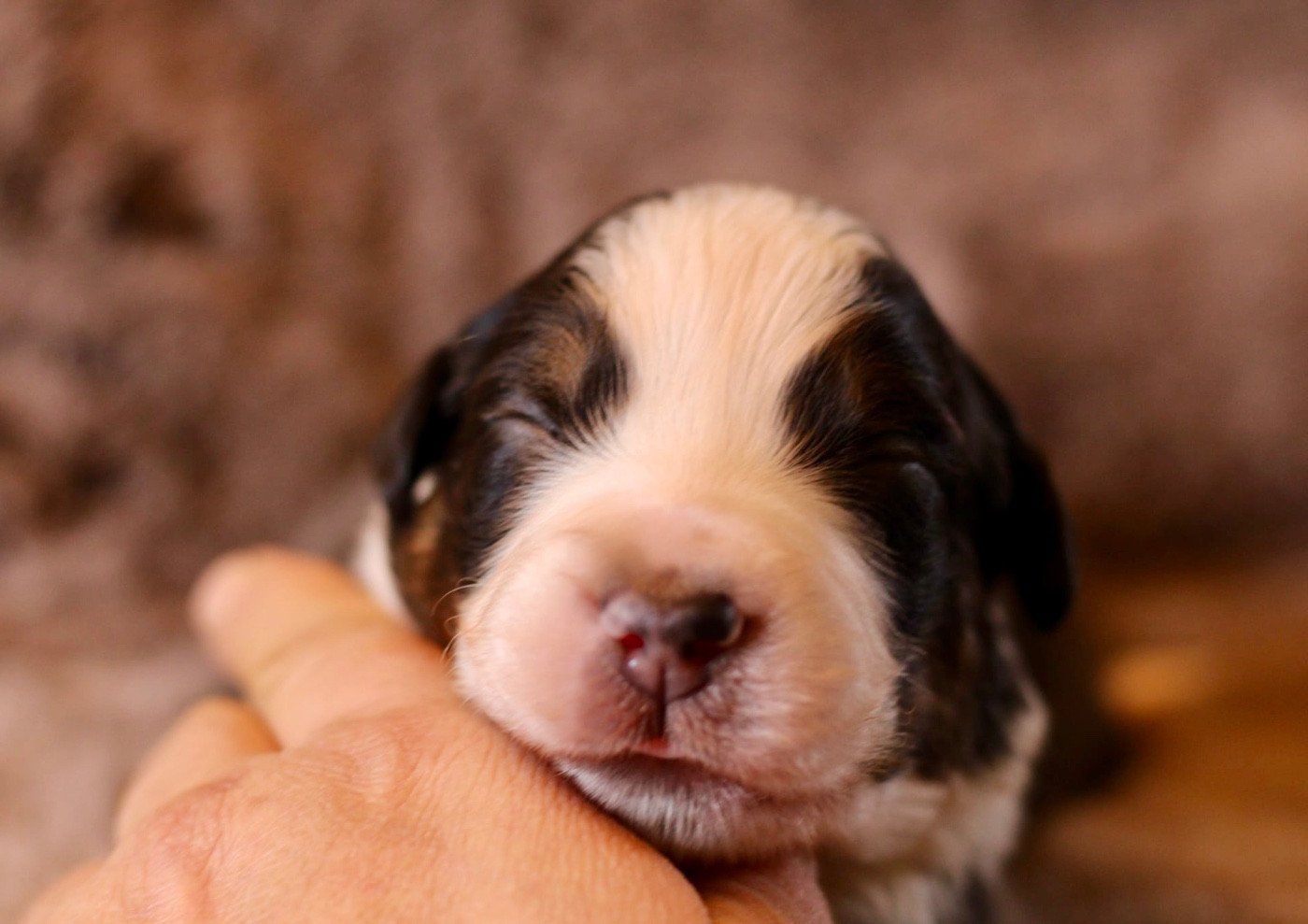 Du Petit Mont D'éden - Chiots disponibles - Berger Australien