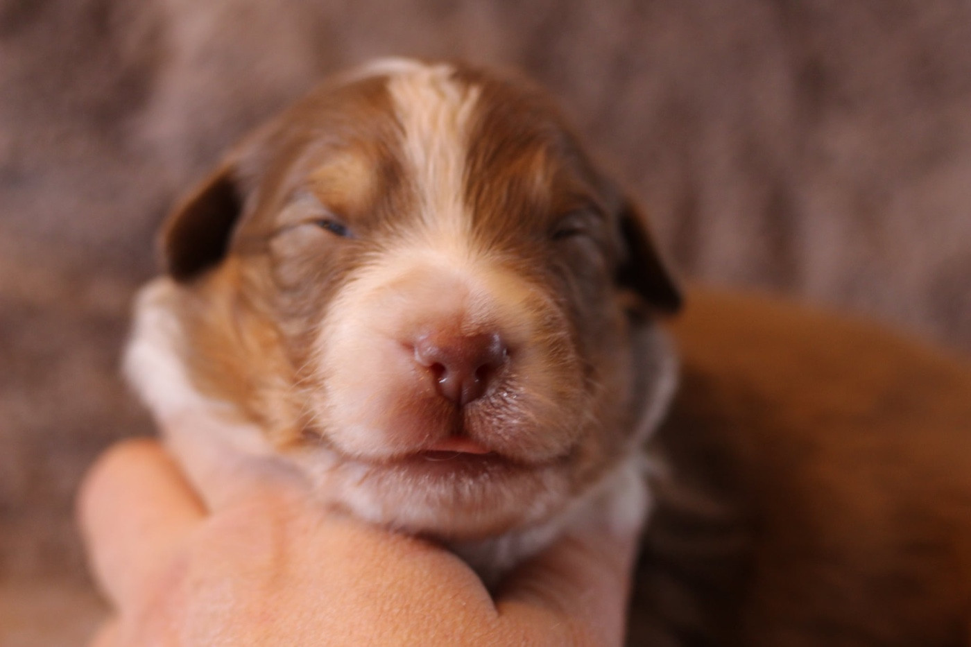 Du Petit Mont D'éden - Chiots disponibles - Berger Australien