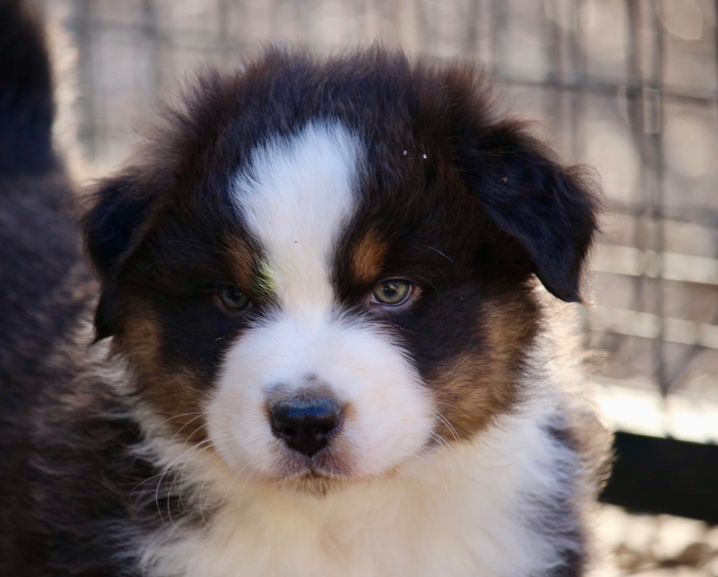 Du Petit Mont D'éden - Chiots disponibles - Berger Australien