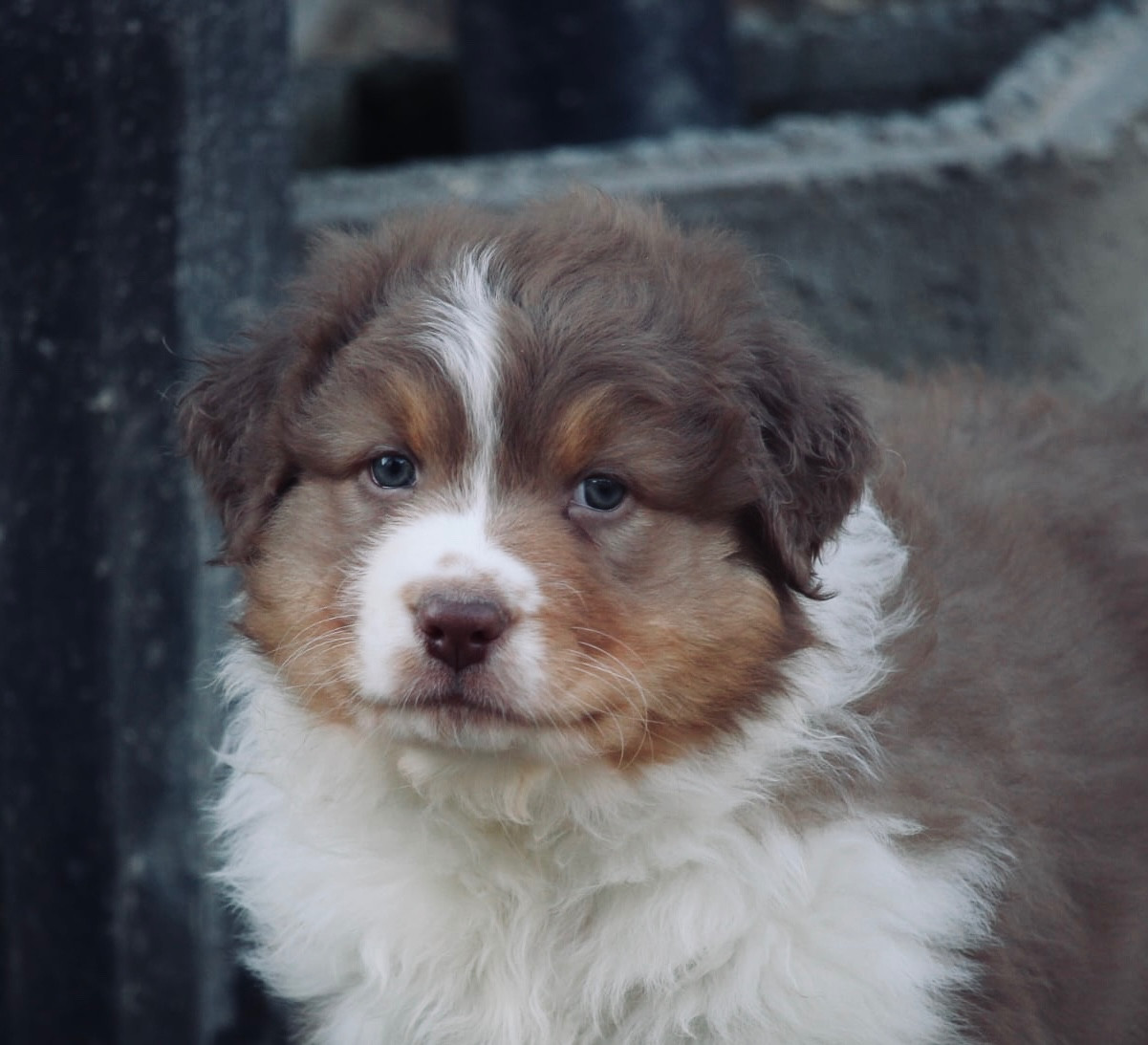 Du Petit Mont D'éden - Chiots disponibles - Berger Australien