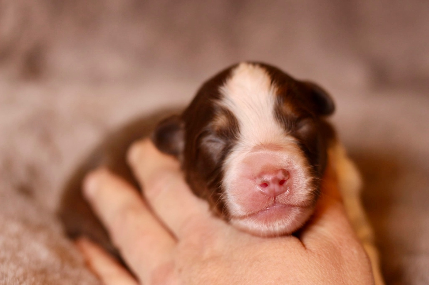 Du Petit Mont D'éden - Chiots disponibles - Berger Australien