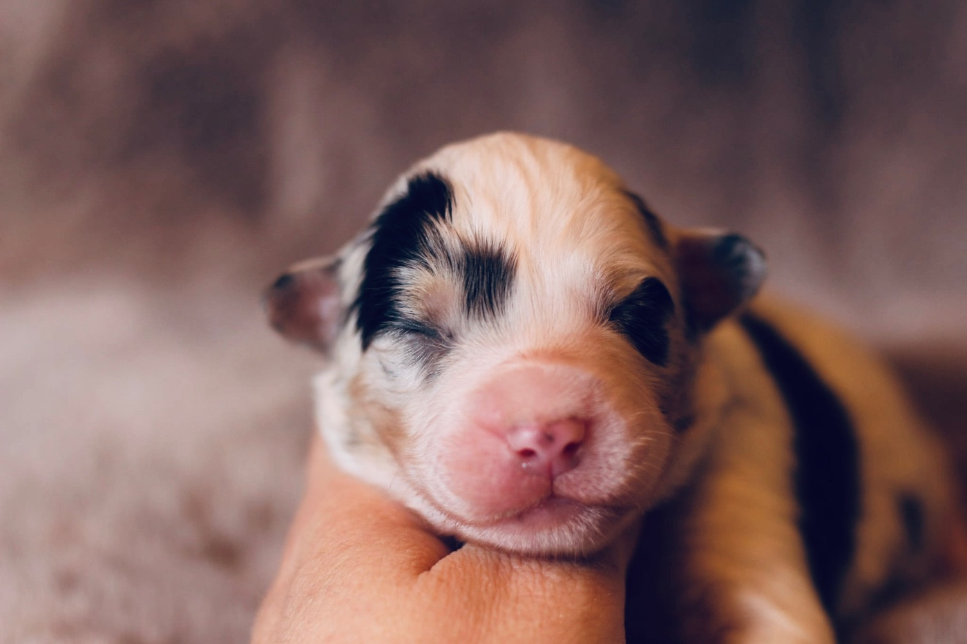 Du Petit Mont D'éden - Chiots disponibles - Berger Australien