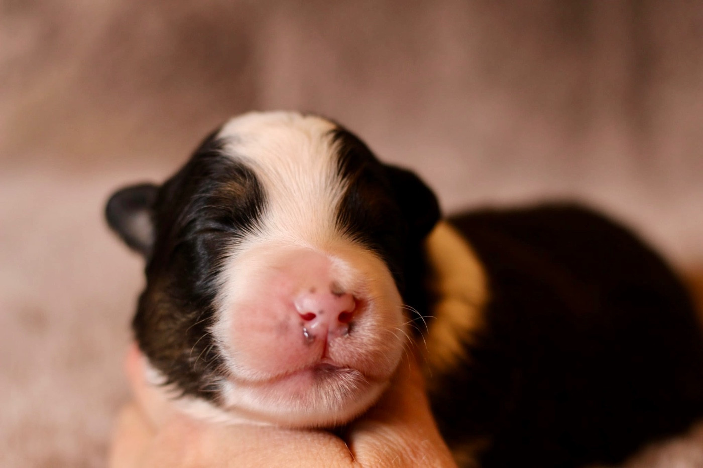 Du Petit Mont D'éden - Chiots disponibles - Berger Australien