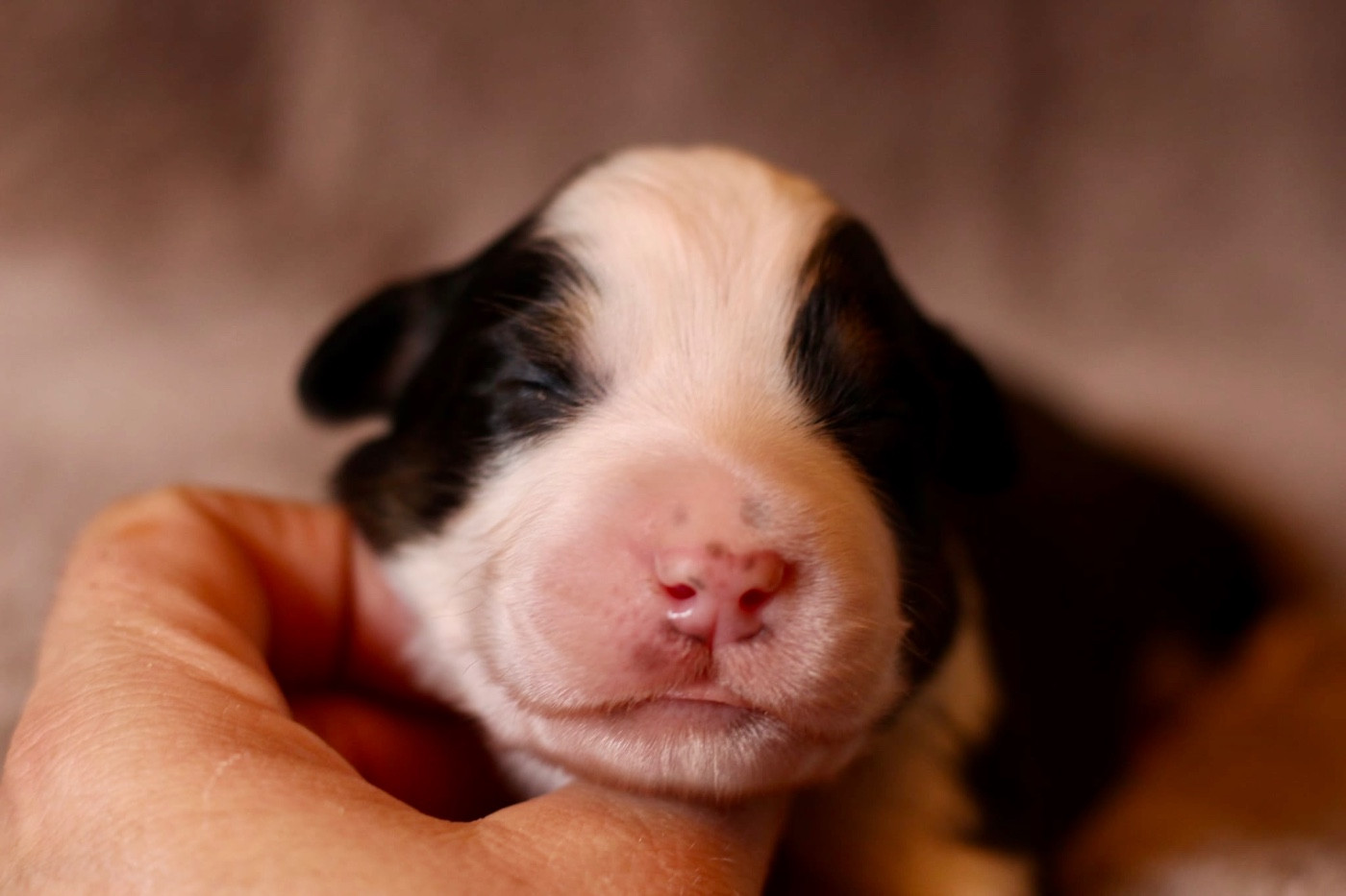 Du Petit Mont D'éden - Chiots disponibles - Berger Australien