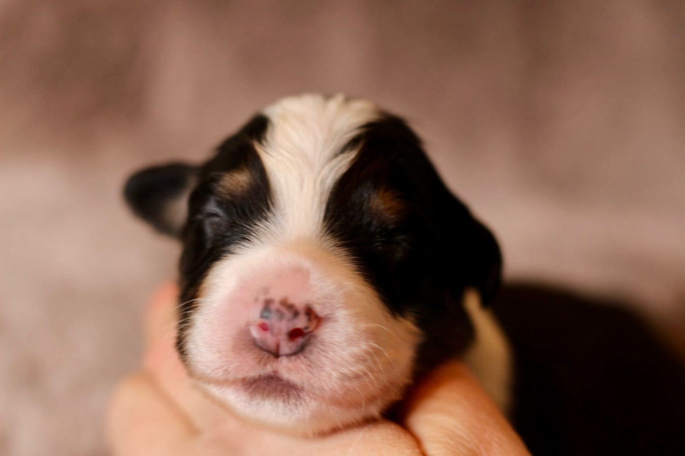 Du Petit Mont D'éden - Chiots disponibles - Berger Australien