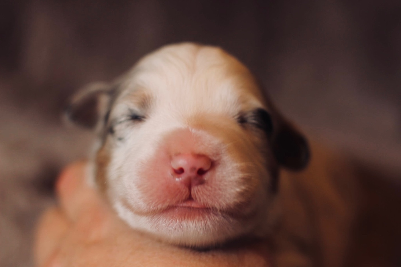 Du Petit Mont D'éden - Chiots disponibles - Berger Australien