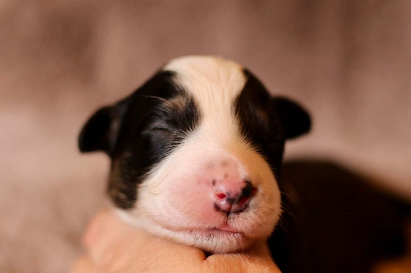 Du Petit Mont D'éden - Chiots disponibles - Berger Australien