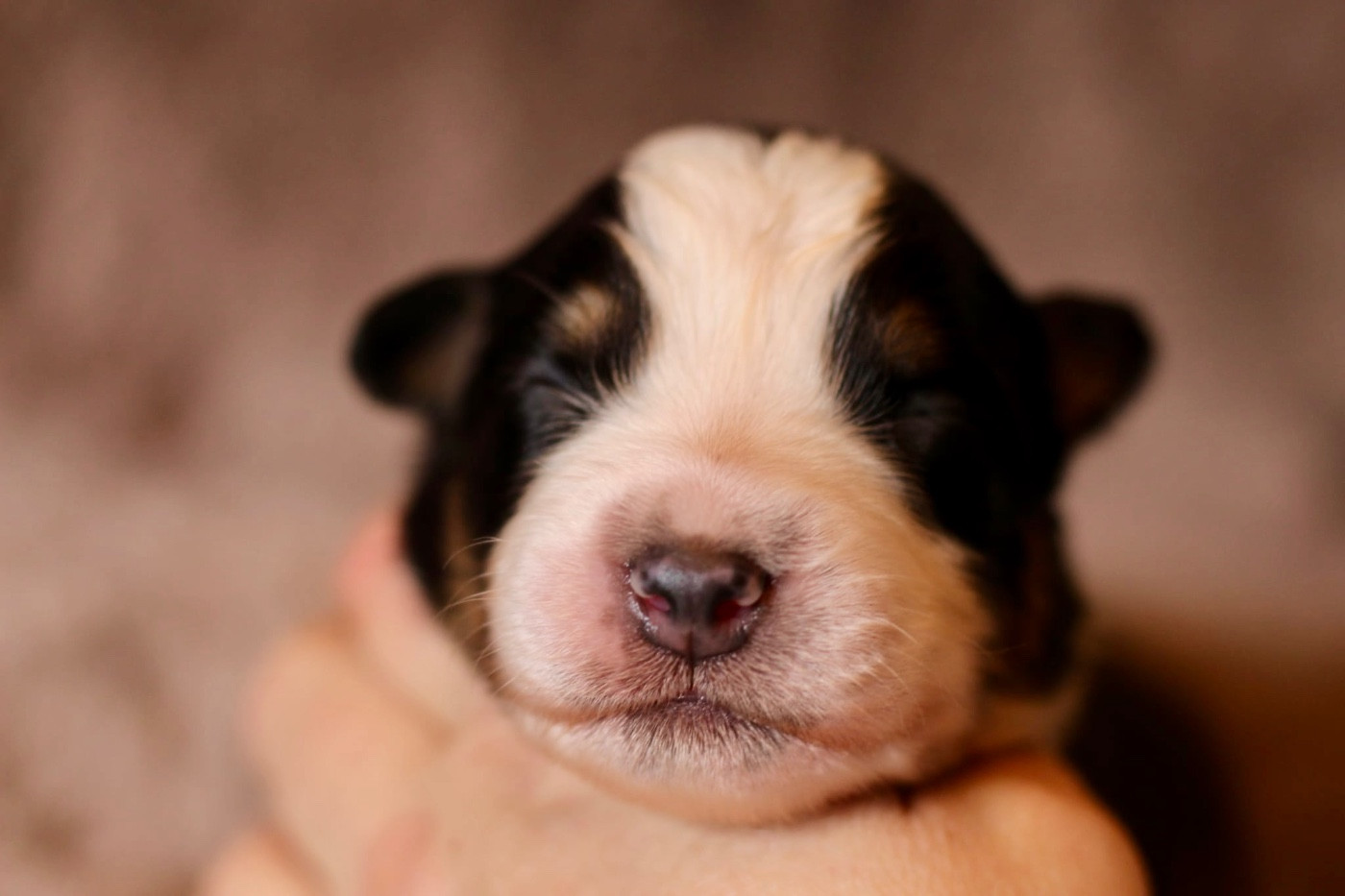 Du Petit Mont D'éden - Chiots disponibles - Berger Australien