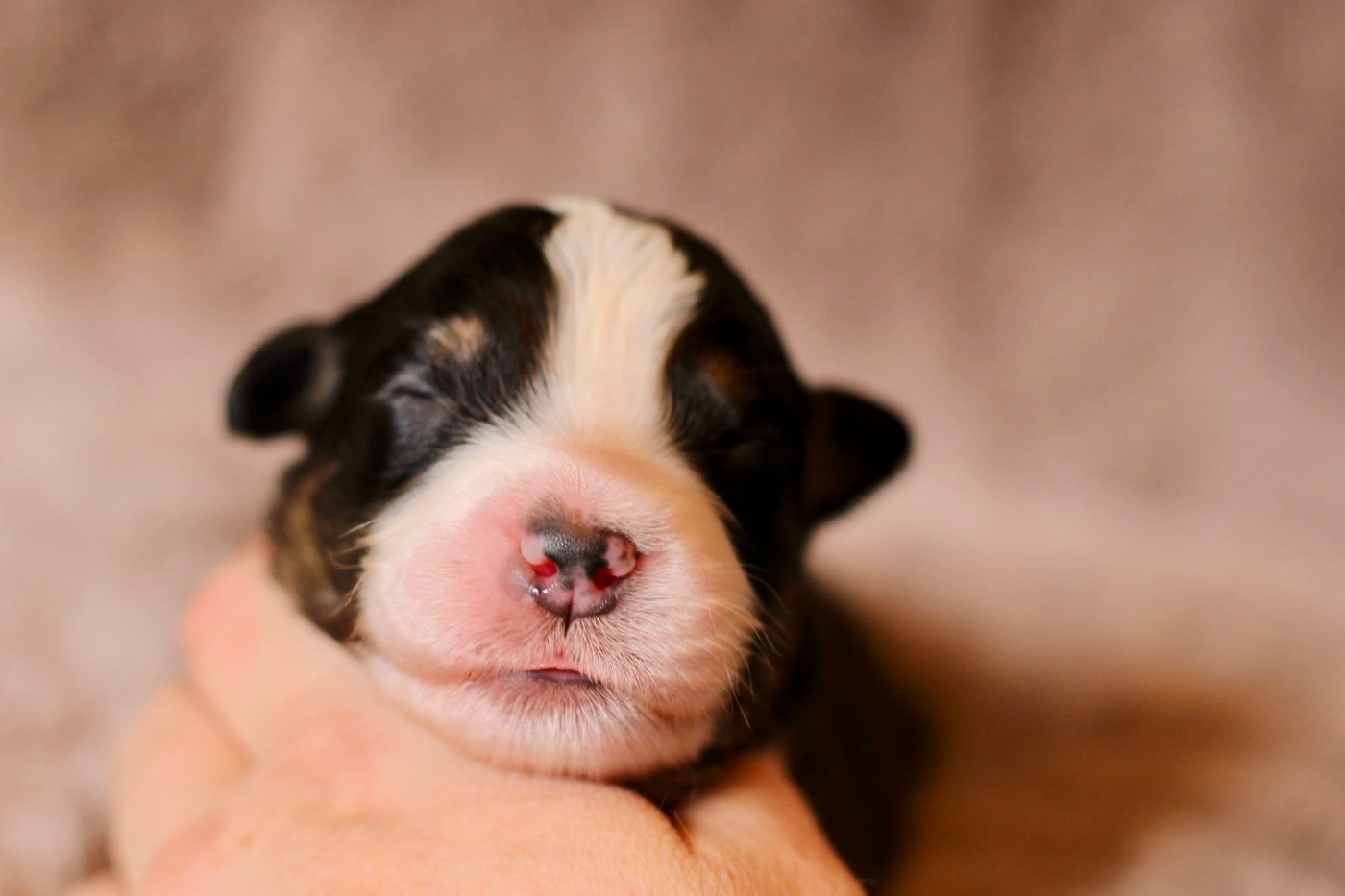 Du Petit Mont D'éden - Chiots disponibles - Berger Australien