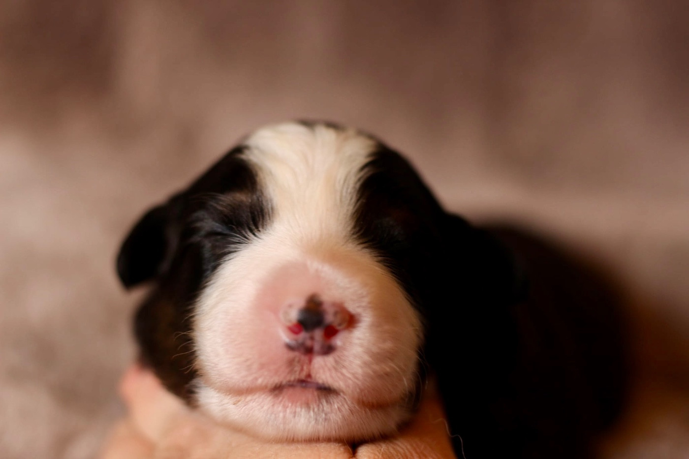 Du Petit Mont D'éden - Chiots disponibles - Berger Australien