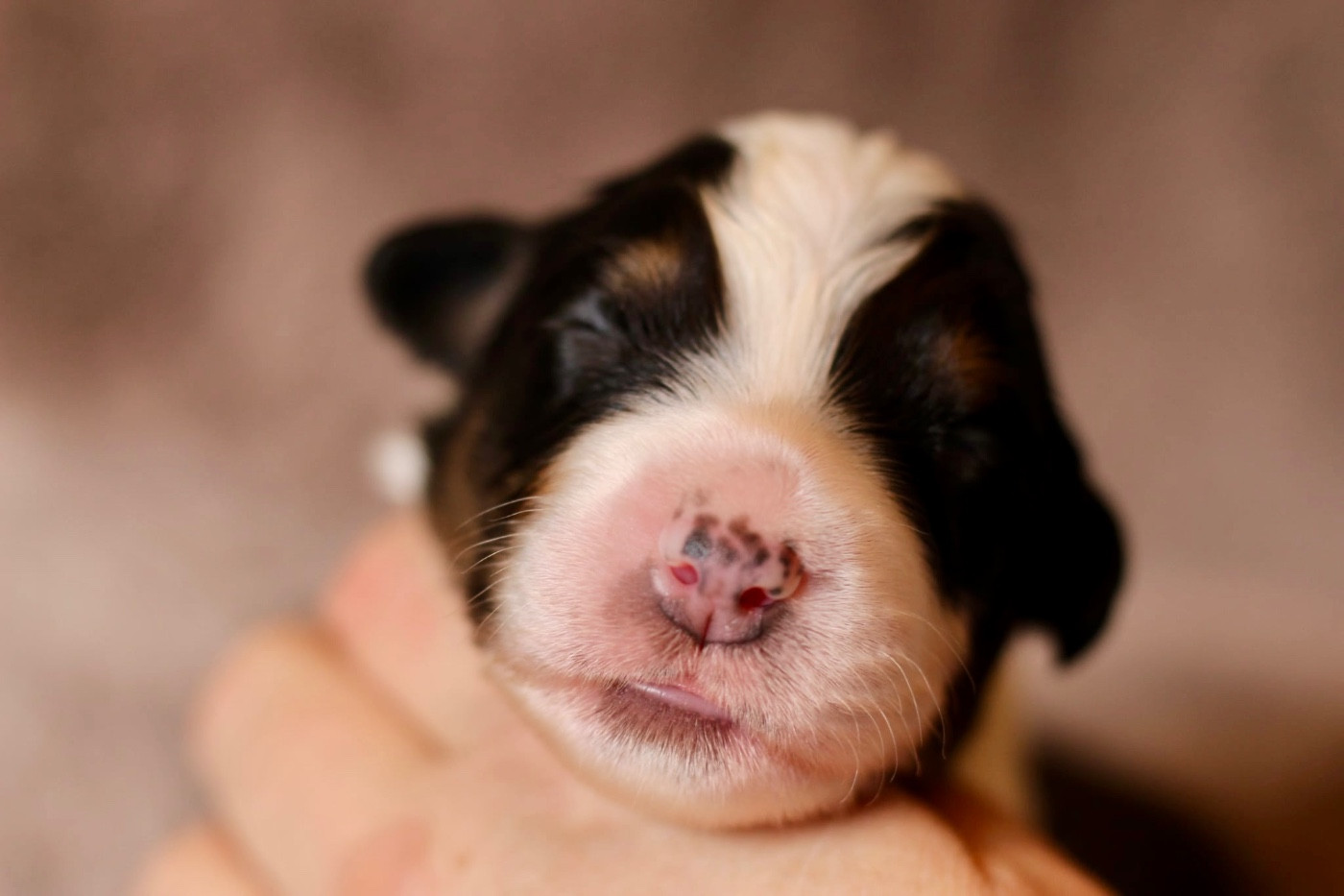 Du Petit Mont D'éden - Chiots disponibles - Berger Australien