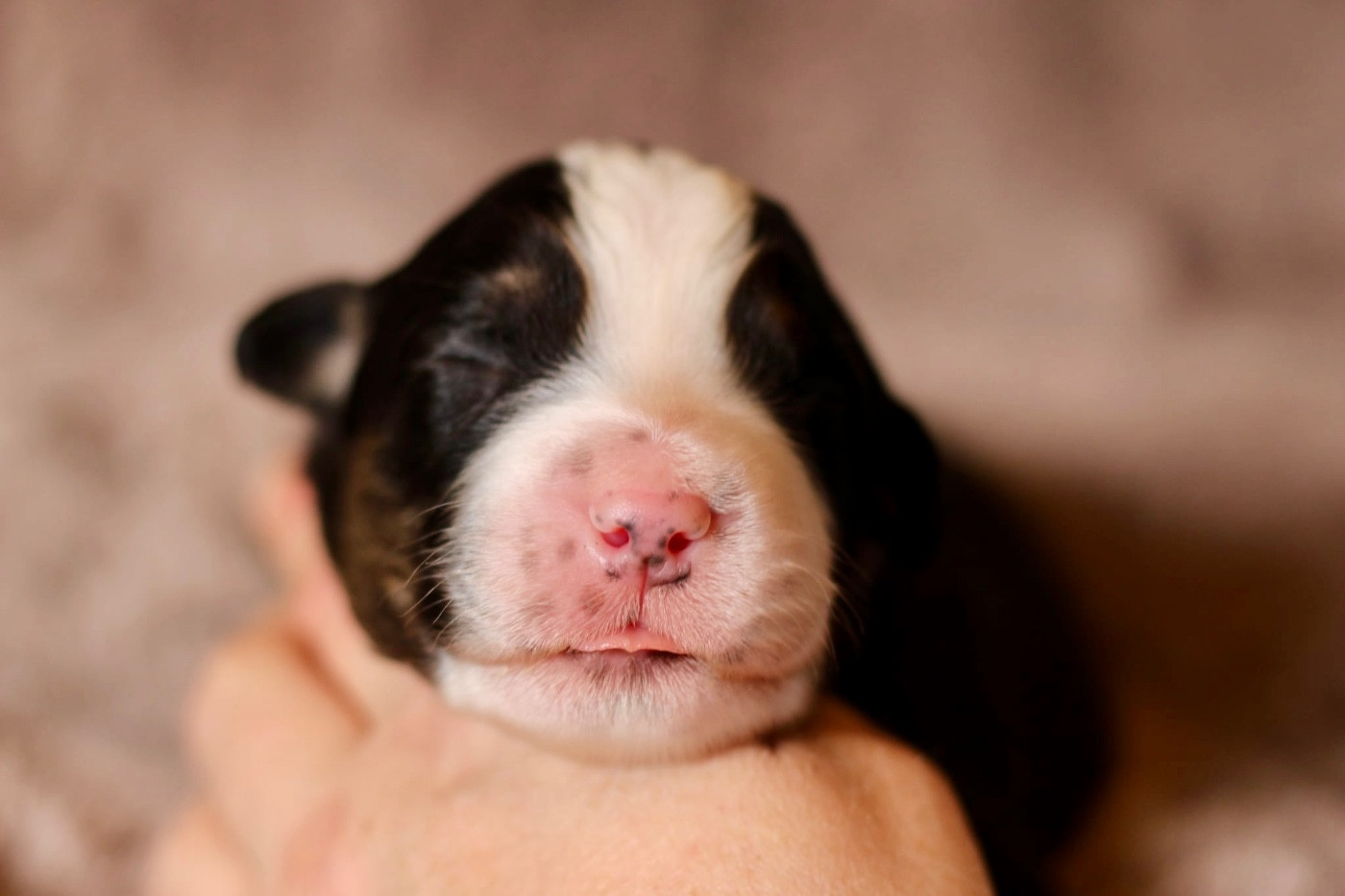 Du Petit Mont D'éden - Chiots disponibles - Berger Australien