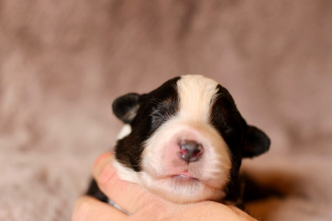 Du Petit Mont D'éden - Chiots disponibles - Berger Australien