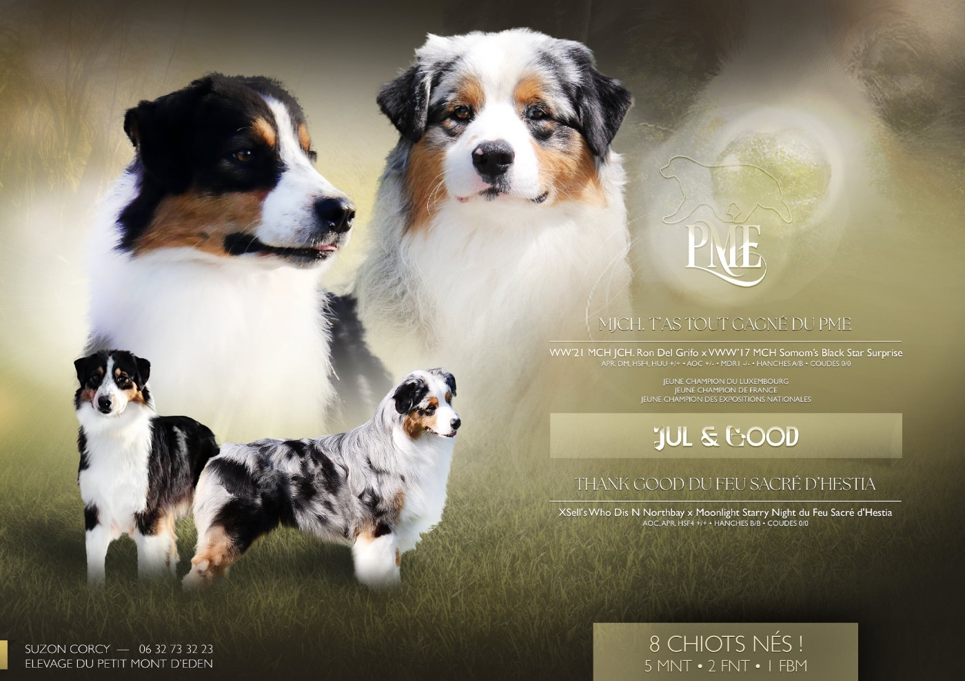 Chiot Berger Australien Du Petit Mont D'éden