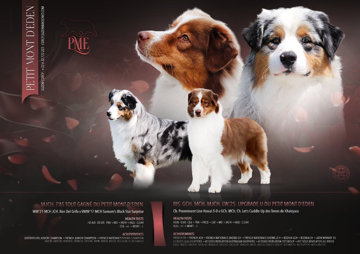 Chiot Berger Australien Du Petit Mont D'éden