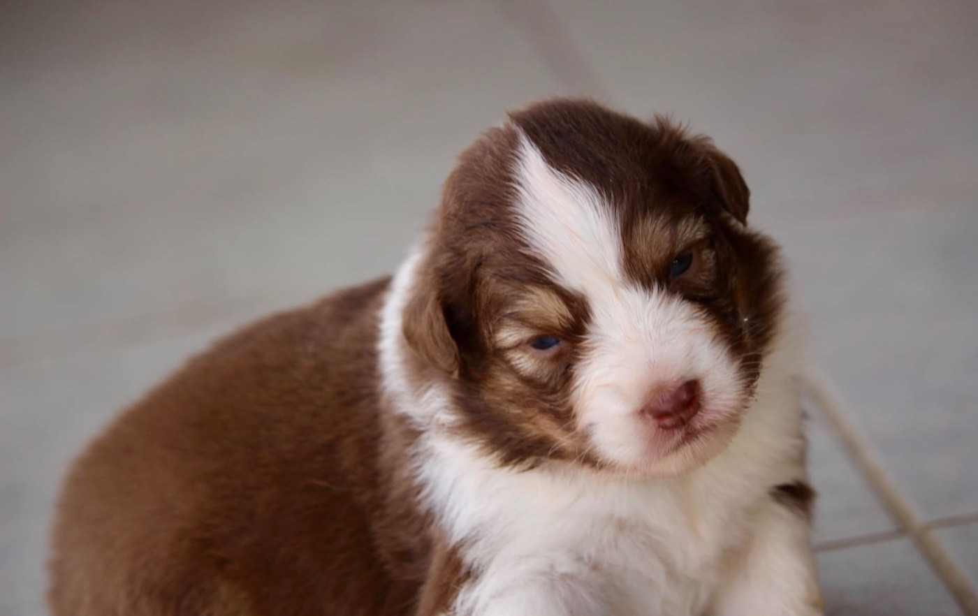 Du Petit Mont D'éden - Chiots disponibles - Berger Australien