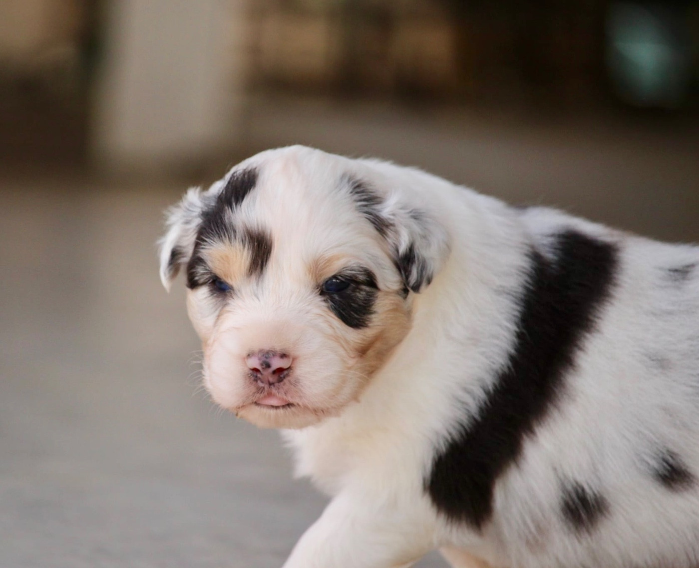 Du Petit Mont D'éden - Chiots disponibles - Berger Australien