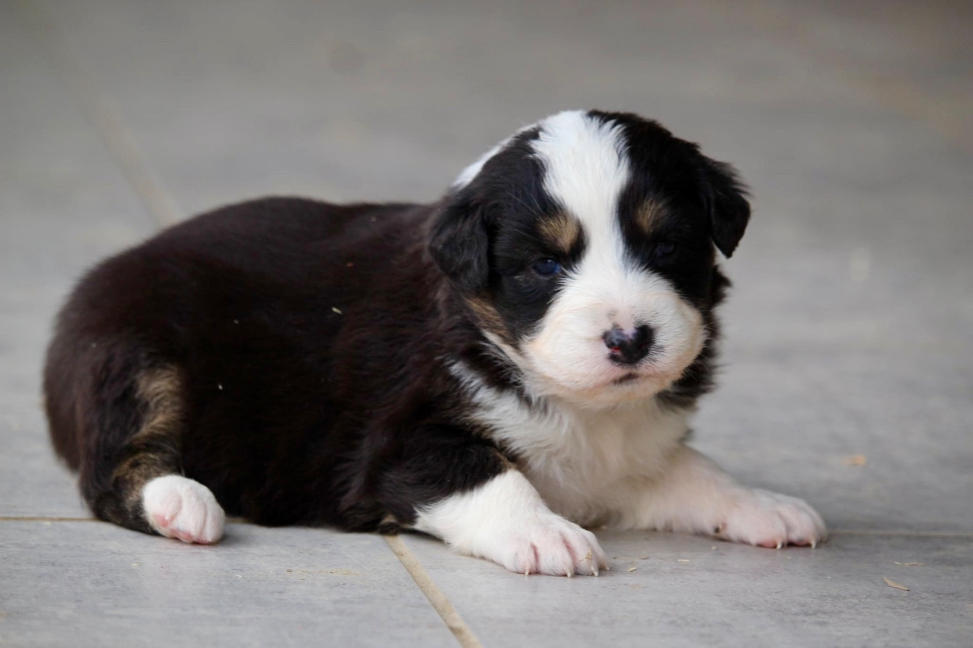 Du Petit Mont D'éden - Chiots disponibles - Berger Australien