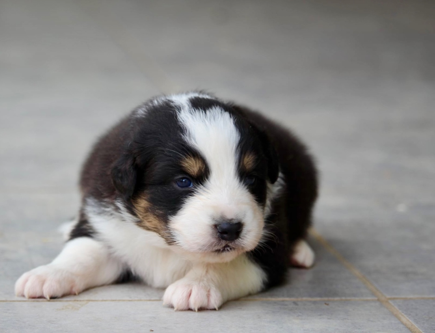 Du Petit Mont D'éden - Chiots disponibles - Berger Australien