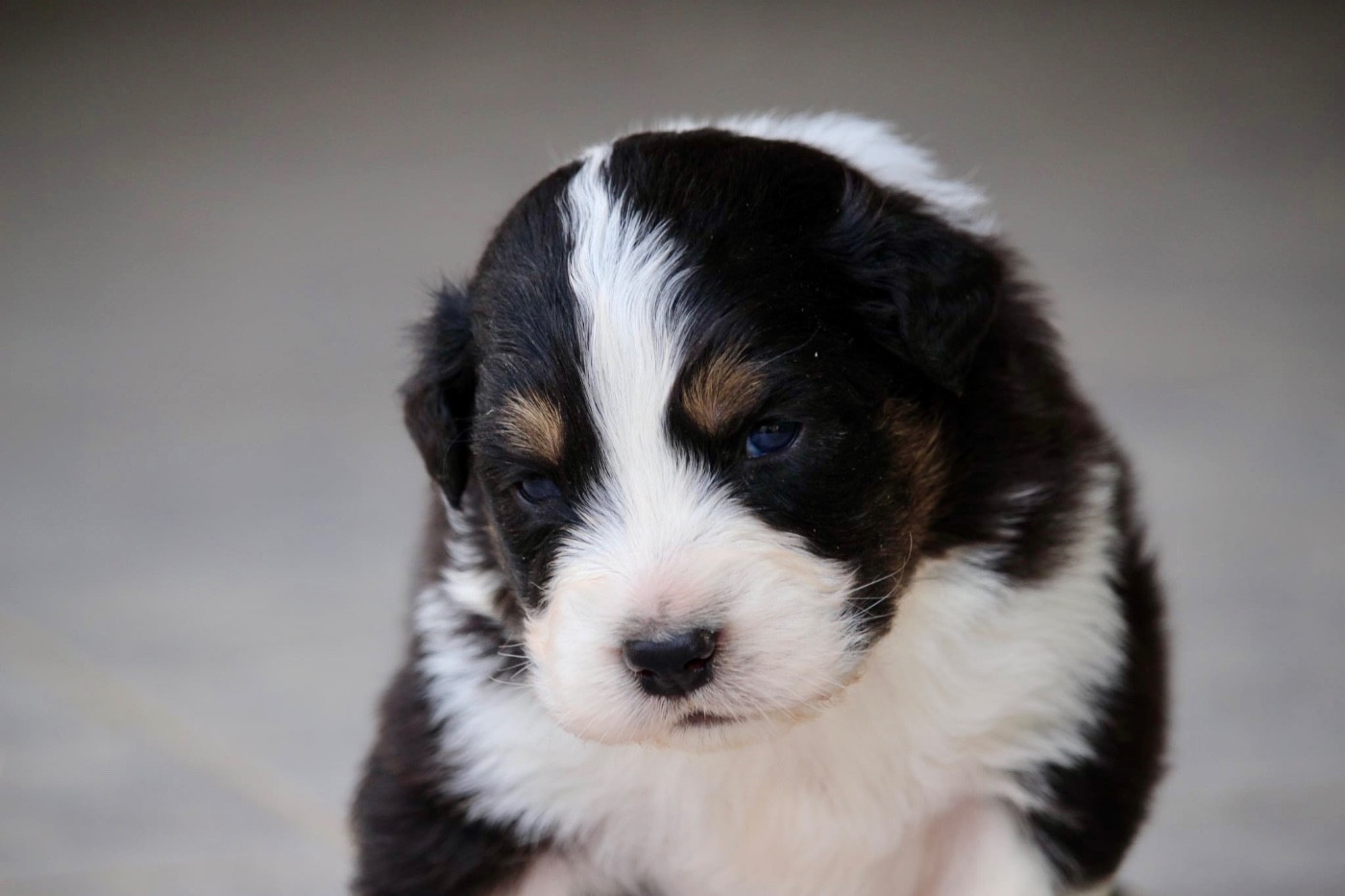 Du Petit Mont D'éden - Chiots disponibles - Berger Australien