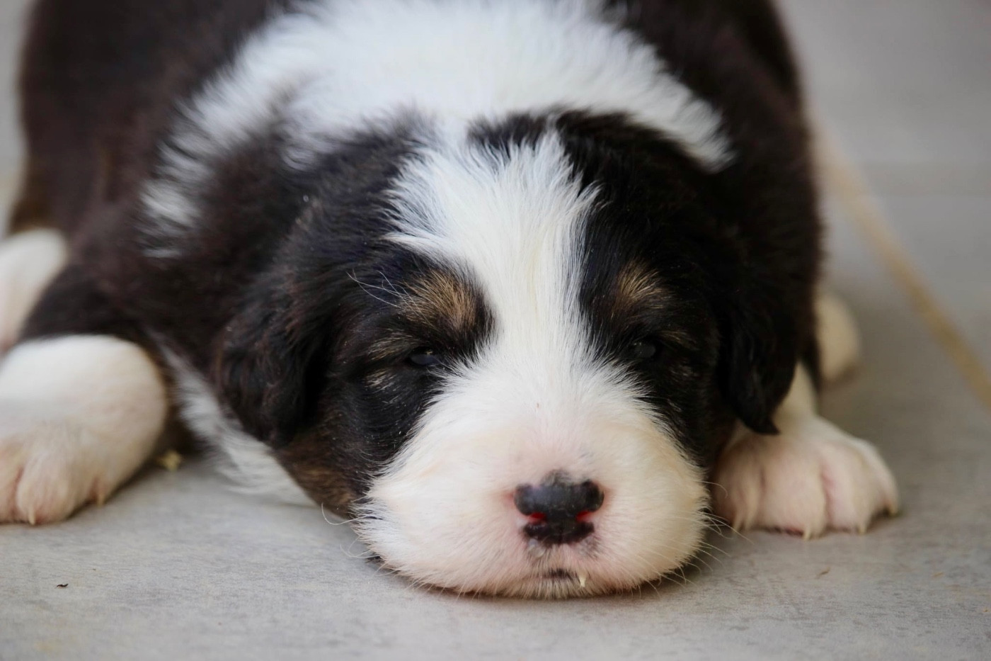 Du Petit Mont D'éden - Chiots disponibles - Berger Australien