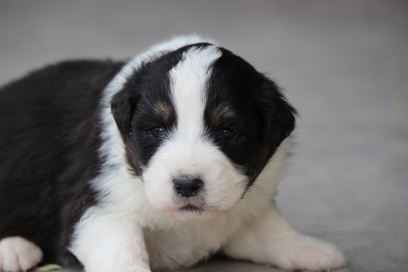 Du Petit Mont D'éden - Chiots disponibles - Berger Australien
