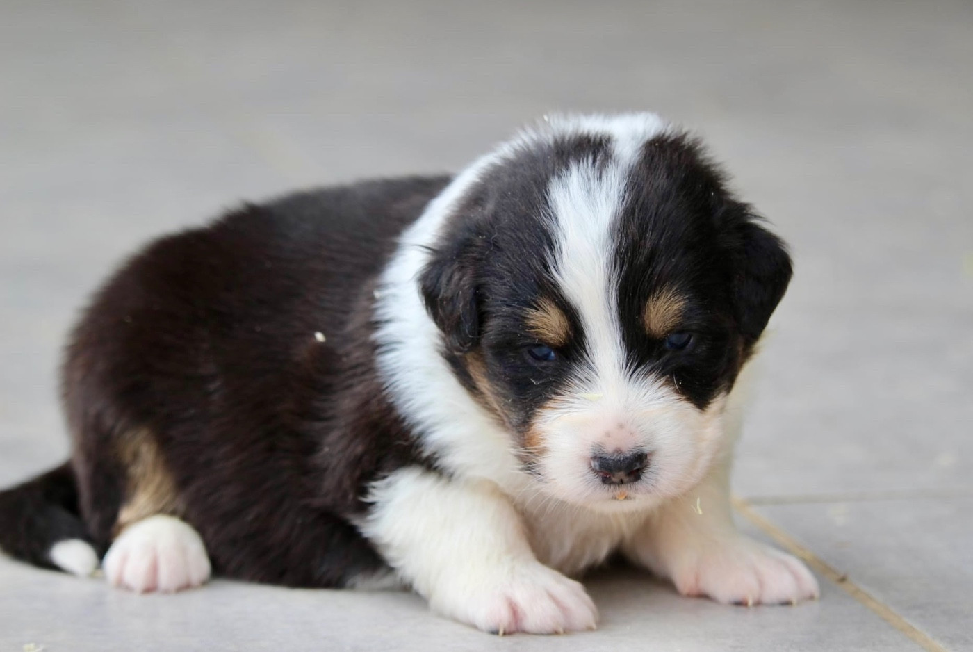 Du Petit Mont D'éden - Chiots disponibles - Berger Australien