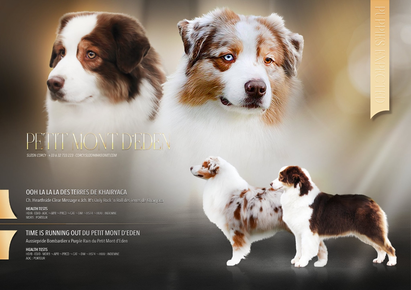 Chiot Berger Australien Du Petit Mont D'éden