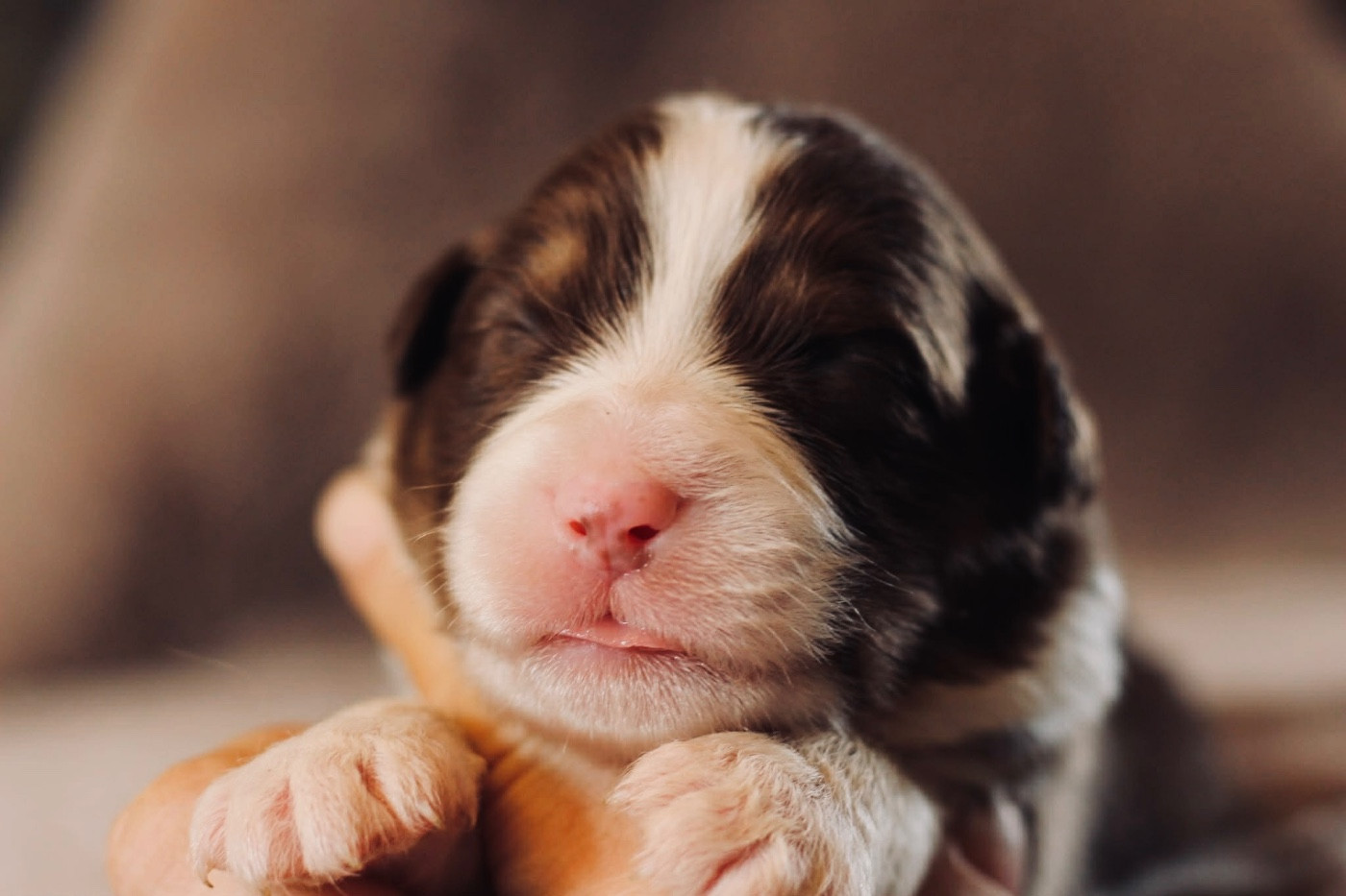 Du Petit Mont D'éden - Chiots disponibles - Berger Australien