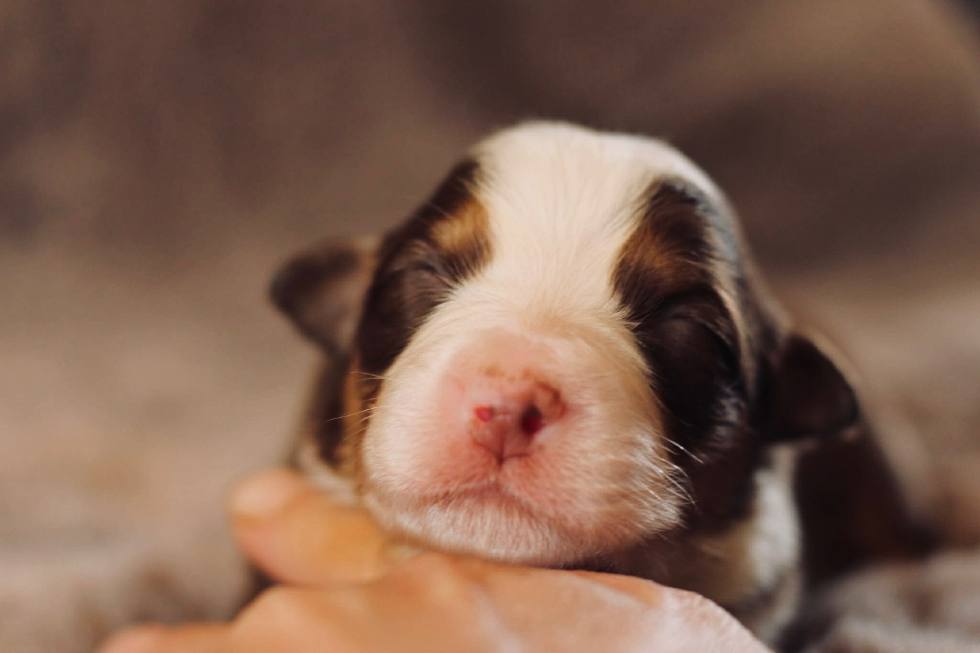 Du Petit Mont D'éden - Chiots disponibles - Berger Australien