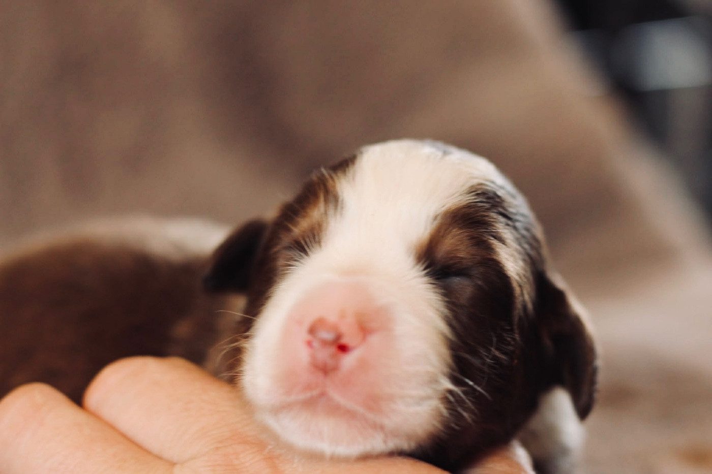 Du Petit Mont D'éden - Chiots disponibles - Berger Australien