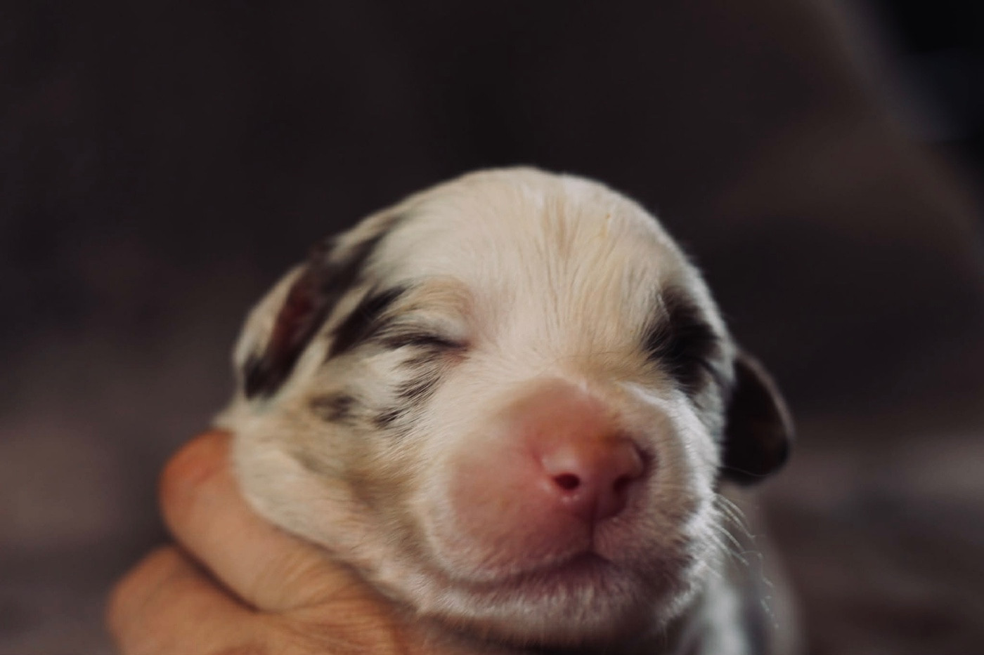 Du Petit Mont D'éden - Chiots disponibles - Berger Australien