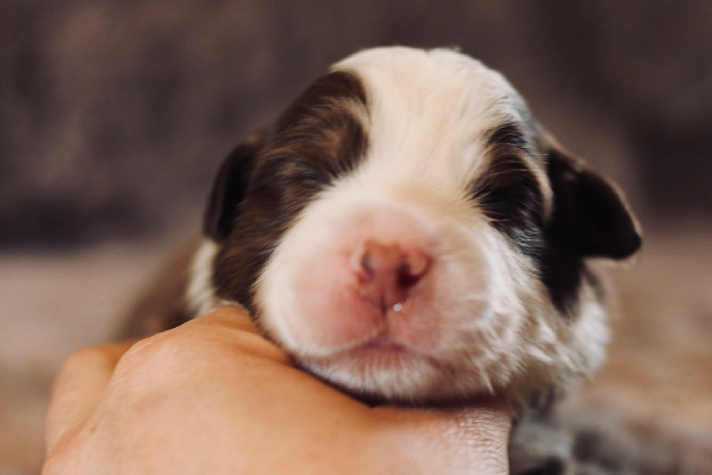 Du Petit Mont D'éden - Chiots disponibles - Berger Australien