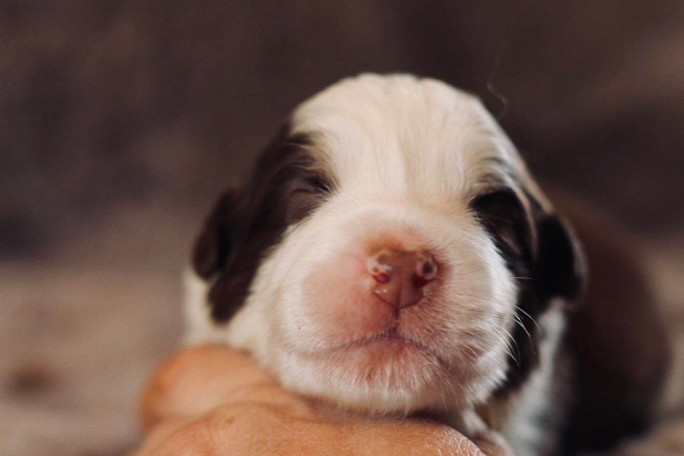 Du Petit Mont D'éden - Chiots disponibles - Berger Australien