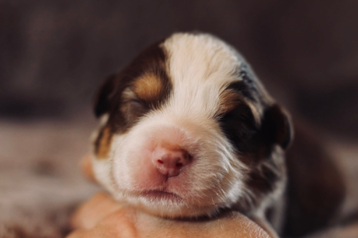 Du Petit Mont D'éden - Chiots disponibles - Berger Australien