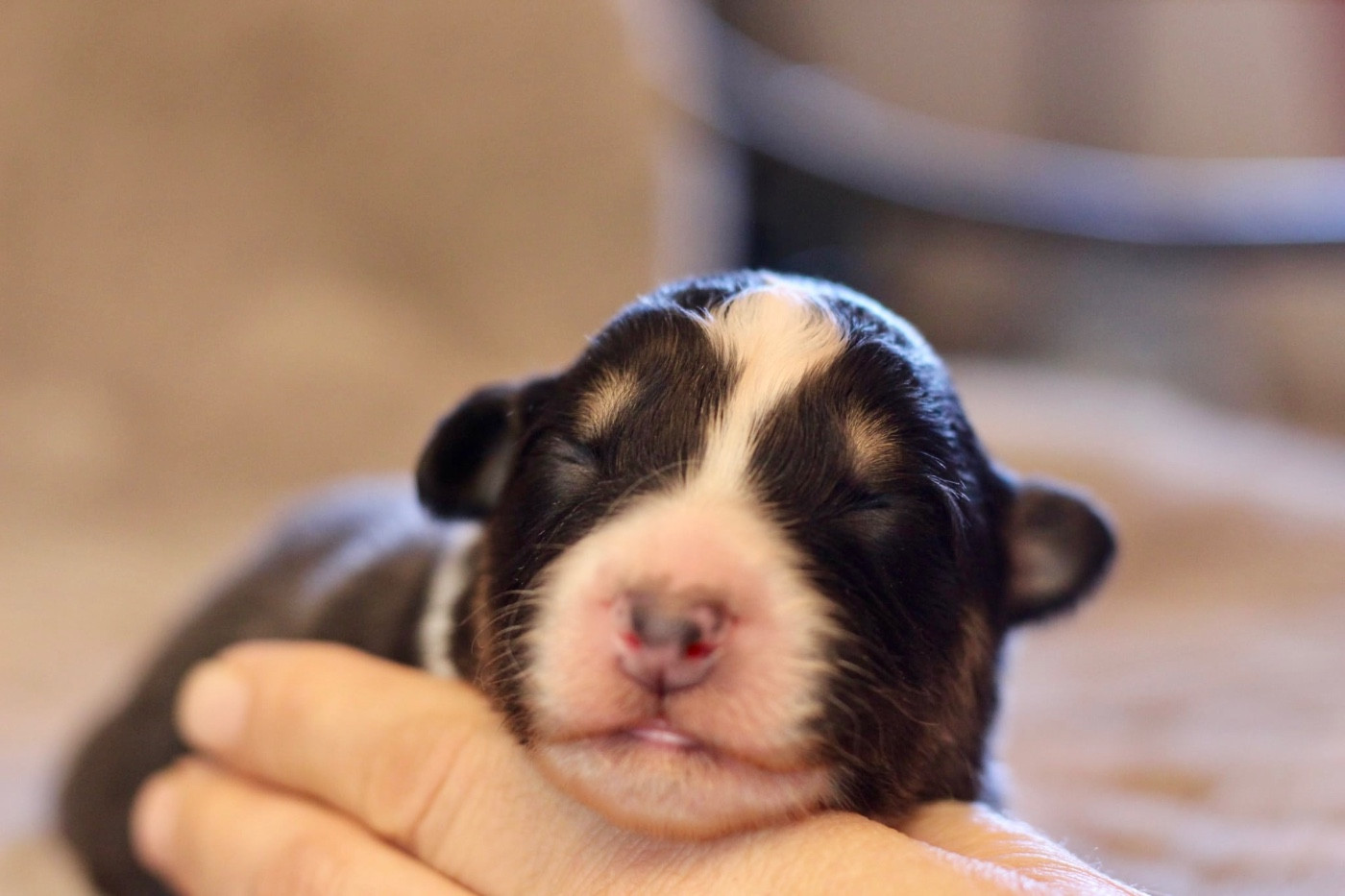 Du Petit Mont D'éden - Chiots disponibles - Berger Australien