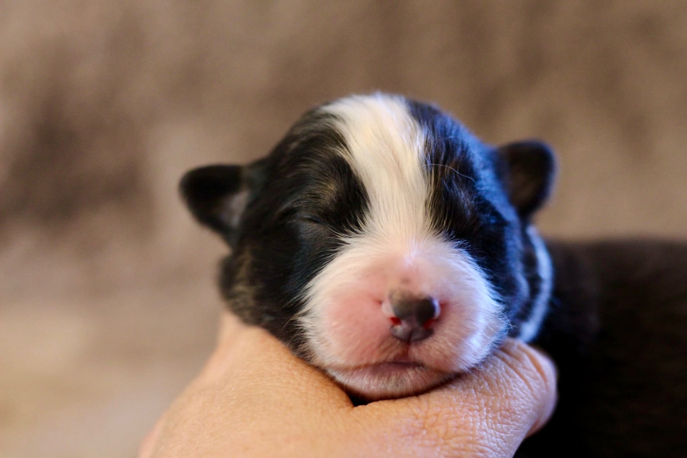 Du Petit Mont D'éden - Chiots disponibles - Berger Australien