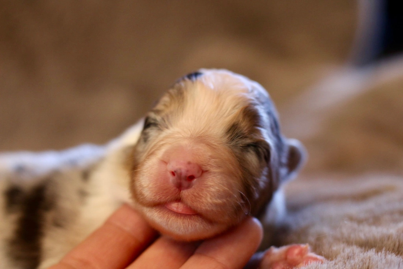 Du Petit Mont D'éden - Chiots disponibles - Berger Australien