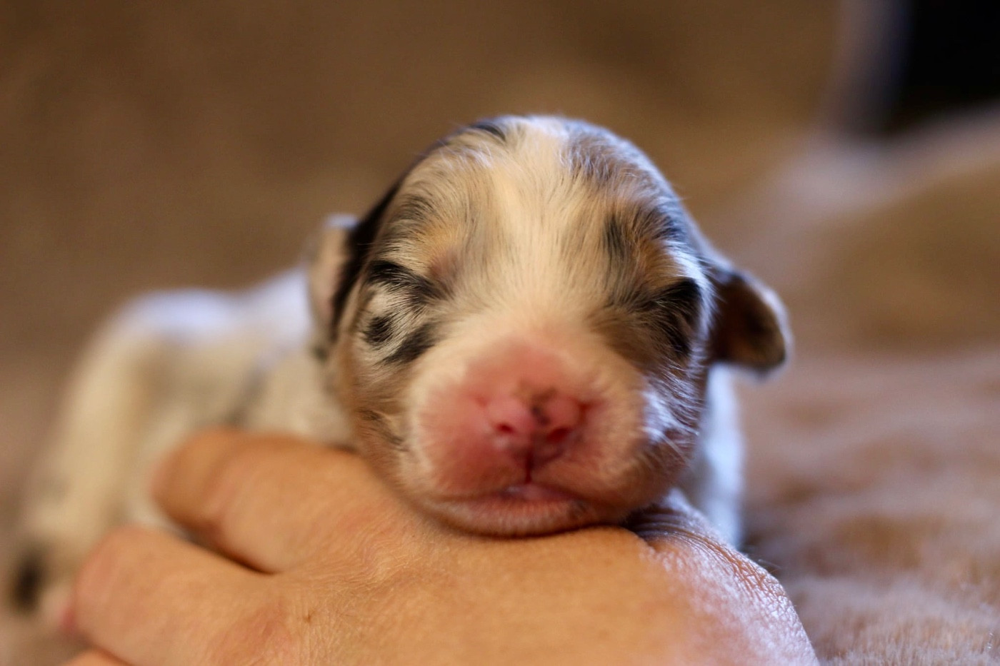Du Petit Mont D'éden - Chiots disponibles - Berger Australien