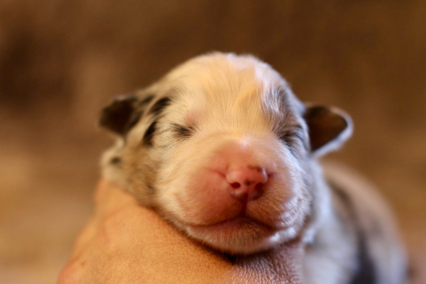 Du Petit Mont D'éden - Chiots disponibles - Berger Australien
